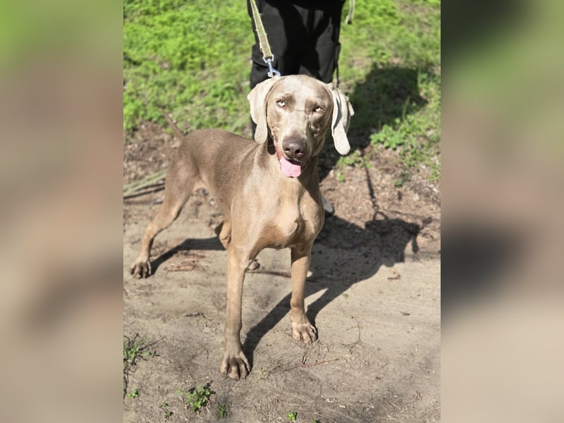 Füge, bildhübscher Weimaraner Rüde geb. 01/2023