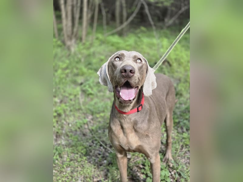 Füge, bildhübscher Weimaraner Rüde geb. 01/2023