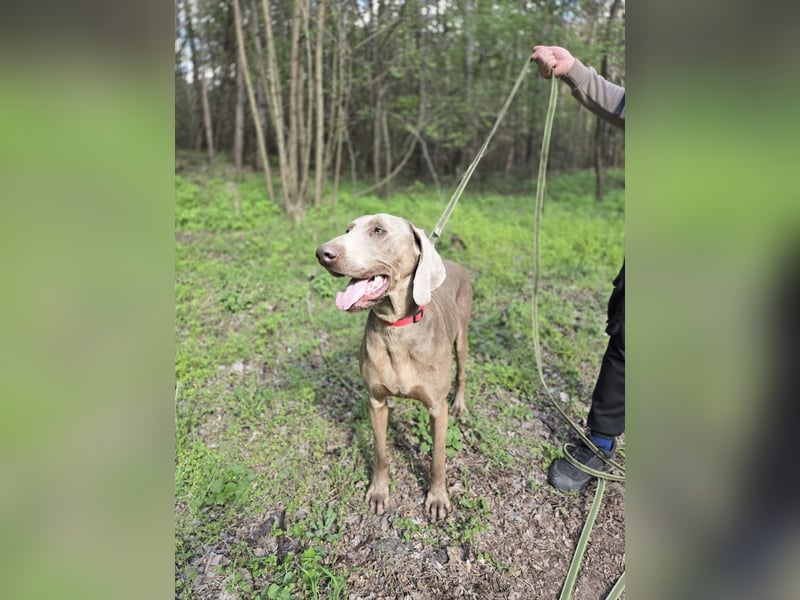 Füge, bildhübscher Weimaraner Rüde geb. 01/2023