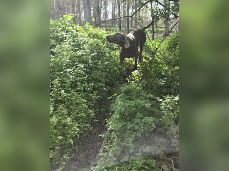 Füge, bildhübscher Weimaraner Rüde geb. 01/2023
