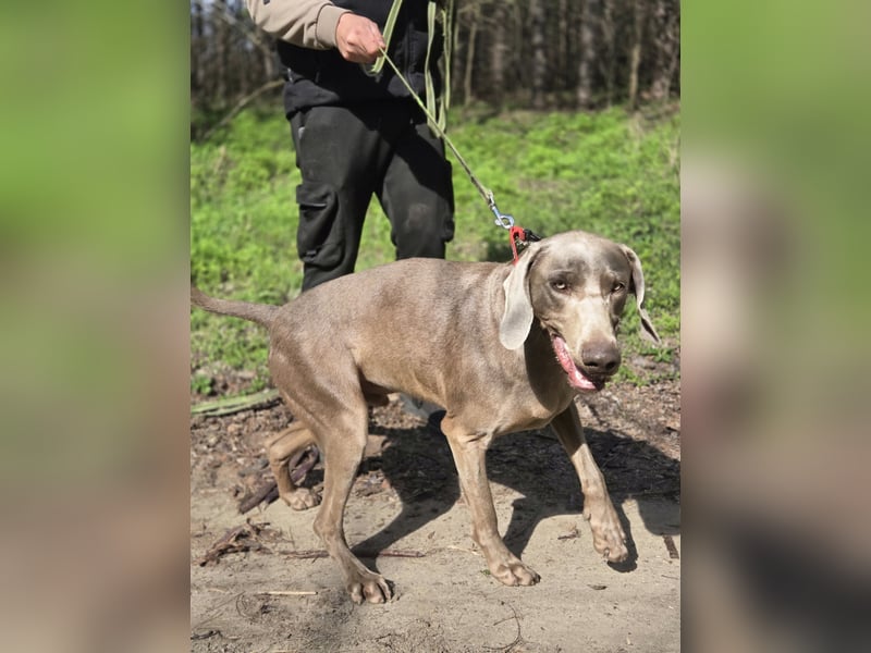 Füge, bildhübscher Weimaraner Rüde geb. 01/2023