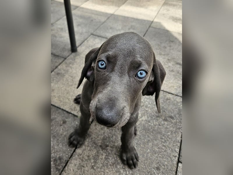 Weimaraner Hündin Blau - 8 Wochen - sucht neues Zuhause - Abgabebereit !