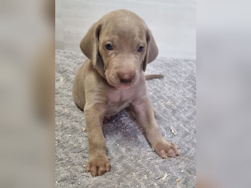 Weimaraner Welpen - Premiumzucht - Vom Gräfensteiner Adel