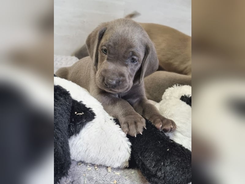 Weimaraner Welpen - Premiumzucht - Vom Gräfensteiner Adel