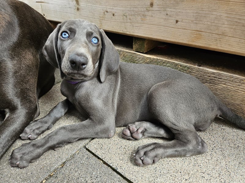 Weimaraner Hündin Blau - 8 Wochen - sucht neues Zuhause - Abgabebereit !