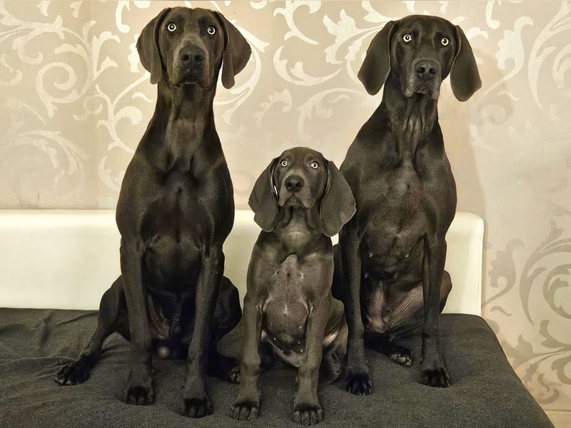 Weimaraner Welpe Hündin blau - Vom Gräfensteiner Adel
