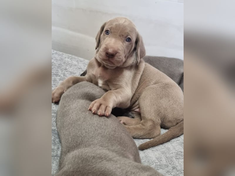 Weimaraner Welpen - Premiumzucht - Vom Gräfensteiner Adel