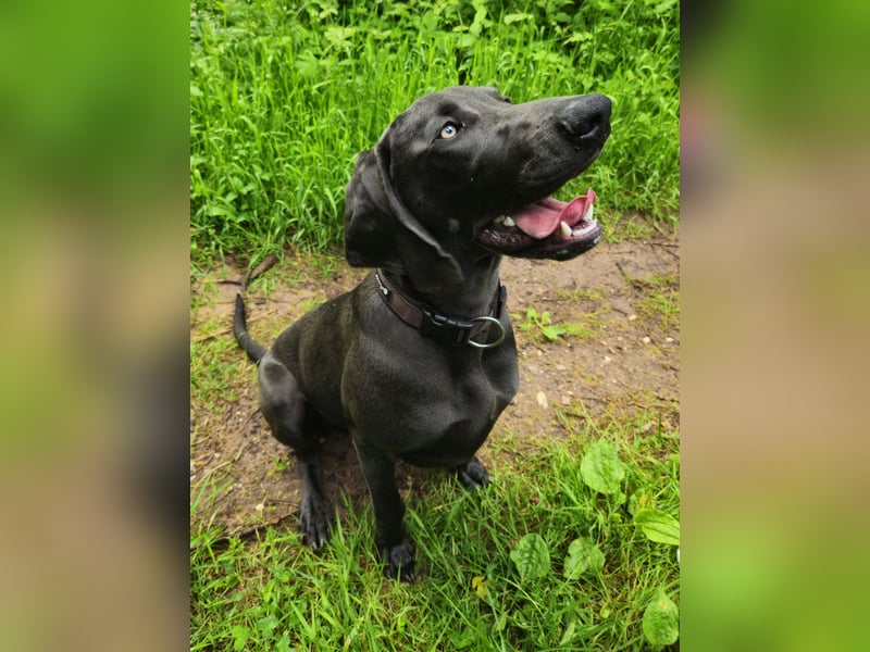 Weimaraner Welpe Rüde blau - Vom Gräfensteiner Adel - Abgabebereit!