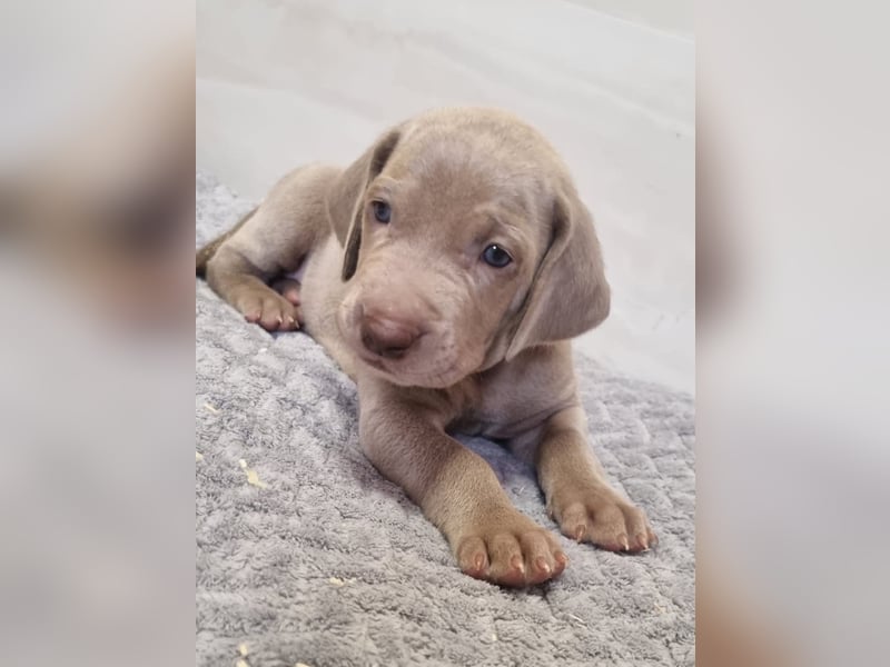 Weimaraner Welpen - Premiumzucht - Vom Gräfensteiner Adel