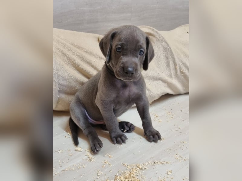Weimaraner Welpen - Premiumzucht - Vom Gräfensteiner Adel