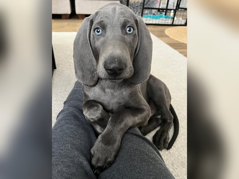 Weimaraner Welpe Rüde blau - Vom Gräfensteiner Adel - Abgabebereit!
