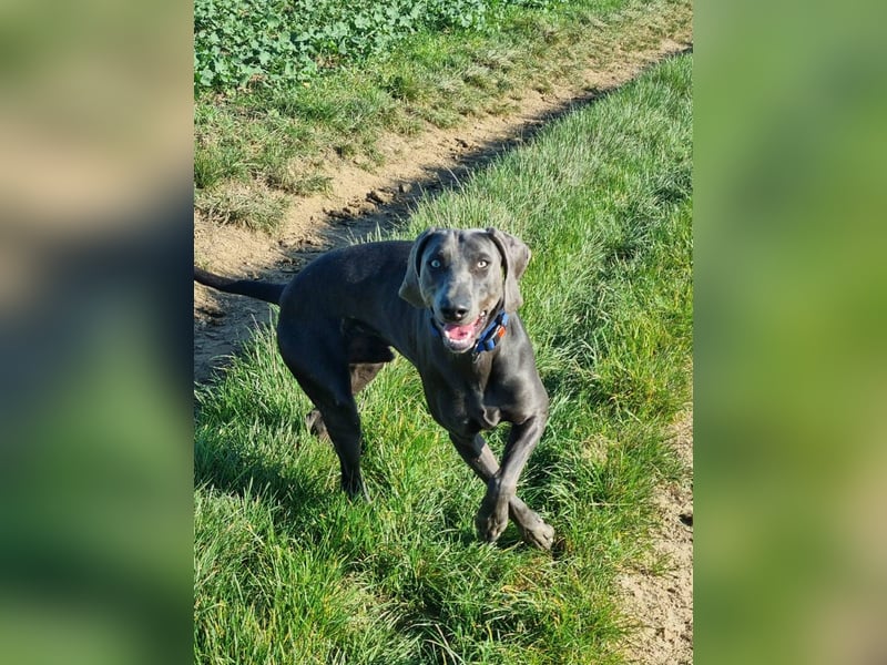 Weimaraner Welpe Hündin blau - Vom Gräfensteiner Adel