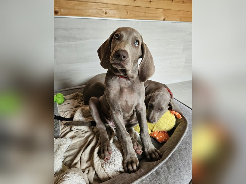 Premiumzucht - Weimaraner Hündin grau - Isy vom Gräfensteiner Adel