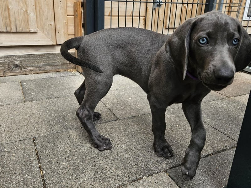 Weimaraner Hündin Blau - 8 Wochen - sucht neues Zuhause - Abgabebereit !