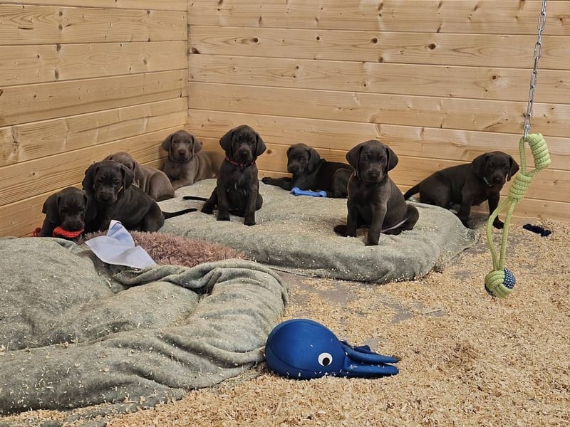 Weimaraner Welpe Rüde blau - Vom Gräfensteiner Adel - Abgabebereit!