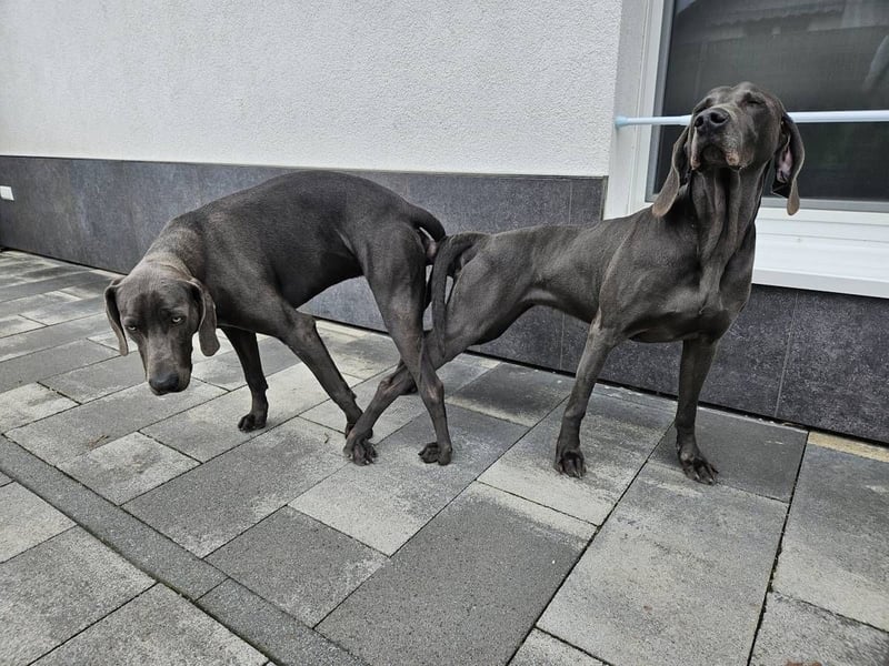 Weimaraner Welpe Hündin blau - Vom Gräfensteiner Adel