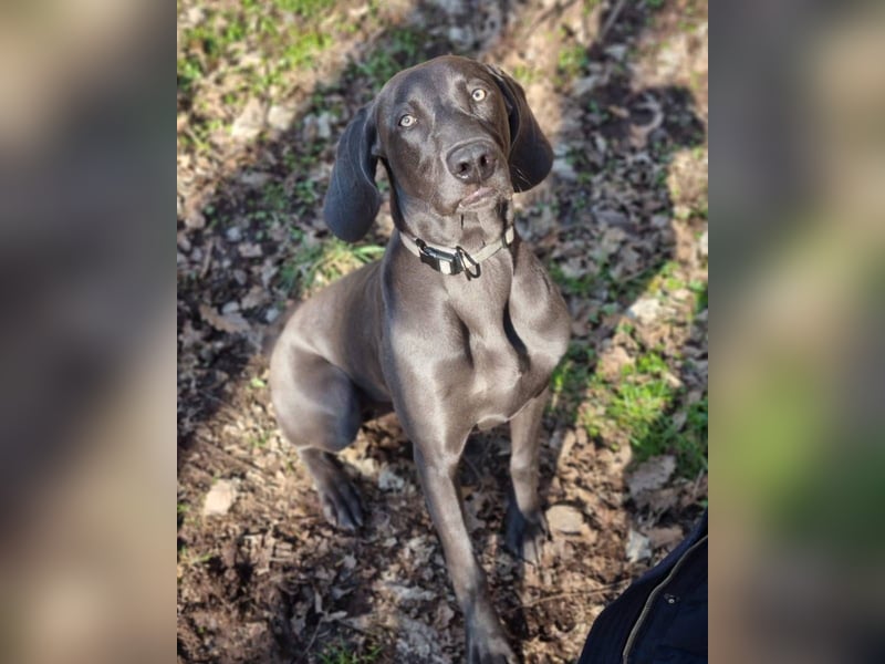 Weimaraner Welpe Hündin blau - Vom Gräfensteiner Adel