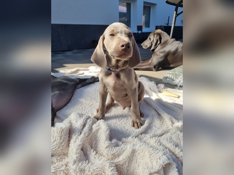 Premiumzucht - Weimaraner Welpe Rüde grau - Julius vom Gräfensteiner Adel