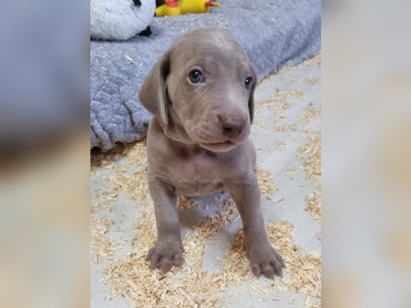 Weimaraner Welpen - Premiumzucht - Vom Gräfensteiner Adel