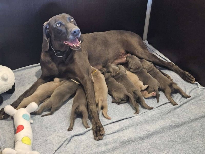Weimaraner Welpen - Premiumzucht - Vom Gräfensteiner Adel