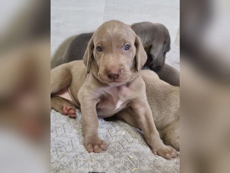 Weimaraner Welpen - Premiumzucht - Vom Gräfensteiner Adel