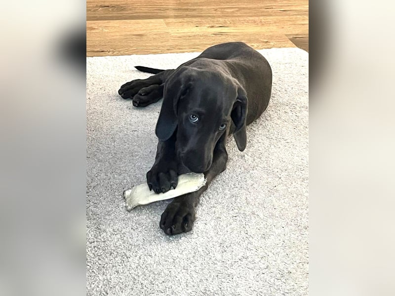 Weimaraner Welpe Rüde blau - Vom Gräfensteiner Adel - Abgabebereit!