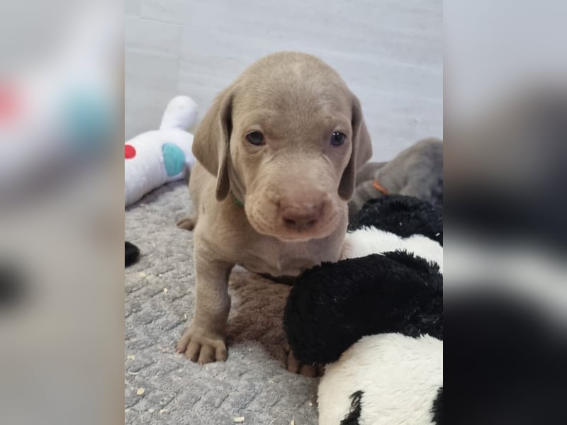 Weimaraner Welpen - Premiumzucht - Vom Gräfensteiner Adel