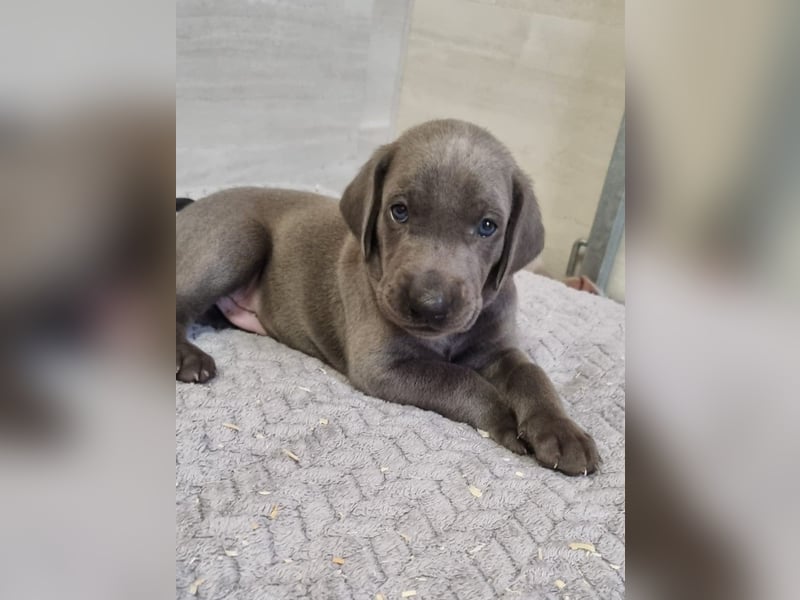 Weimaraner Welpen - Premiumzucht - Vom Gräfensteiner Adel