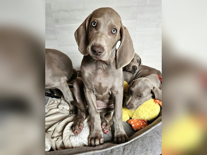 Premiumzucht - Weimaraner Hündin grau - Isy vom Gräfensteiner Adel