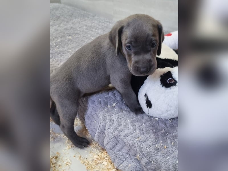 Weimaraner Welpen - Premiumzucht - Vom Gräfensteiner Adel