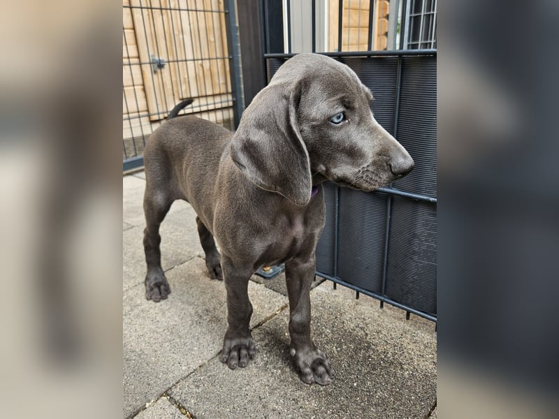 Weimaraner Hündin Blau - 8 Wochen - sucht neues Zuhause - Abgabebereit !