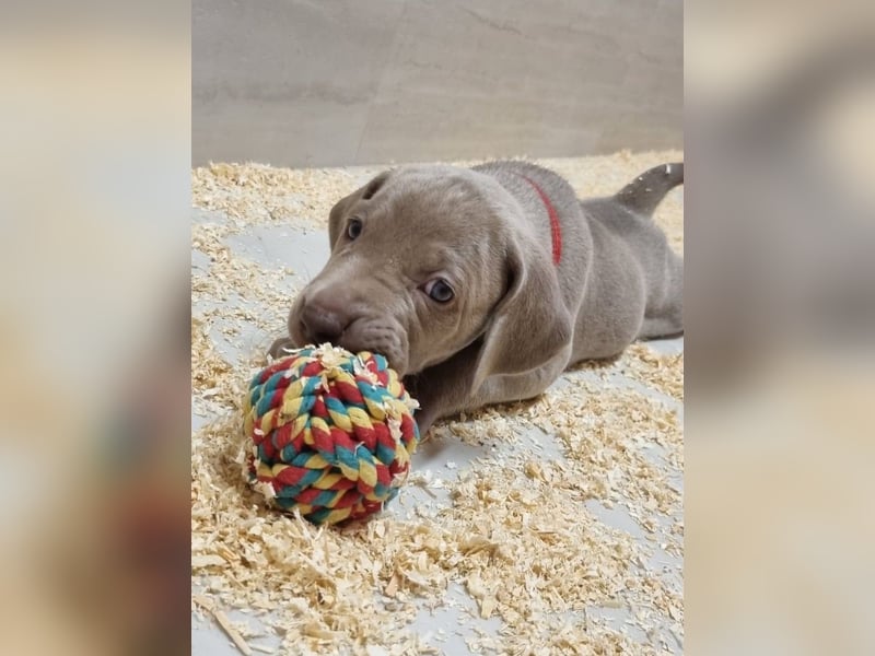 Weimaraner Welpen - Premiumzucht - Vom Gräfensteiner Adel