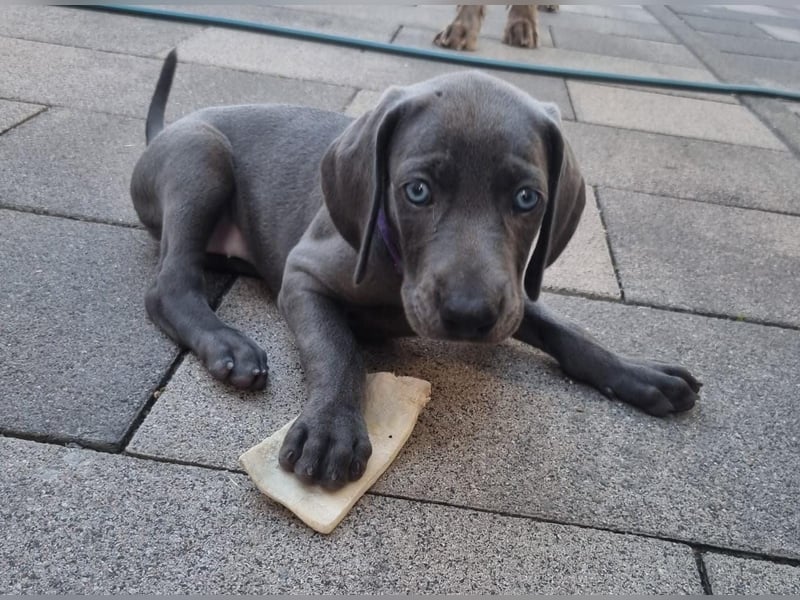 Weimaraner Welpe Hündin blau - Vom Gräfensteiner Adel