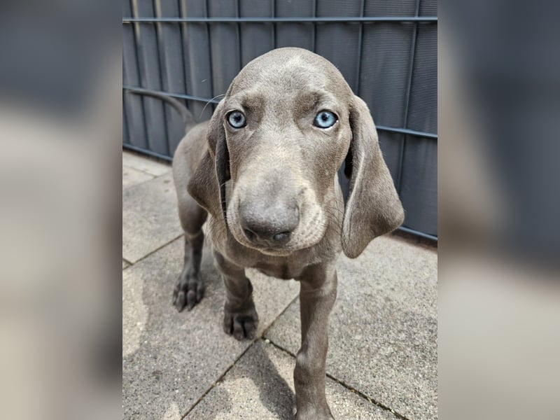 Weimaraner Hündin Blau - 8 Wochen - sucht neues Zuhause - Abgabebereit !