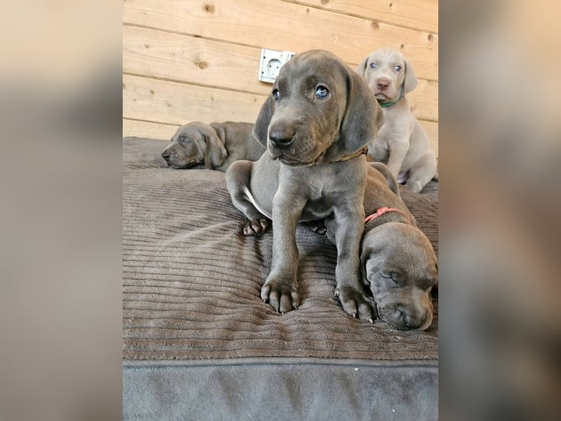 Weimaraner Welpen - Premiumzucht - Vom Gräfensteiner Adel