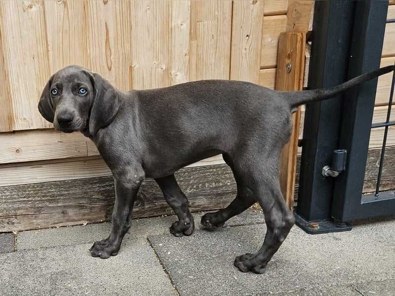 Weimaraner Hündin Blau - 8 Wochen - sucht neues Zuhause - Abgabebereit !