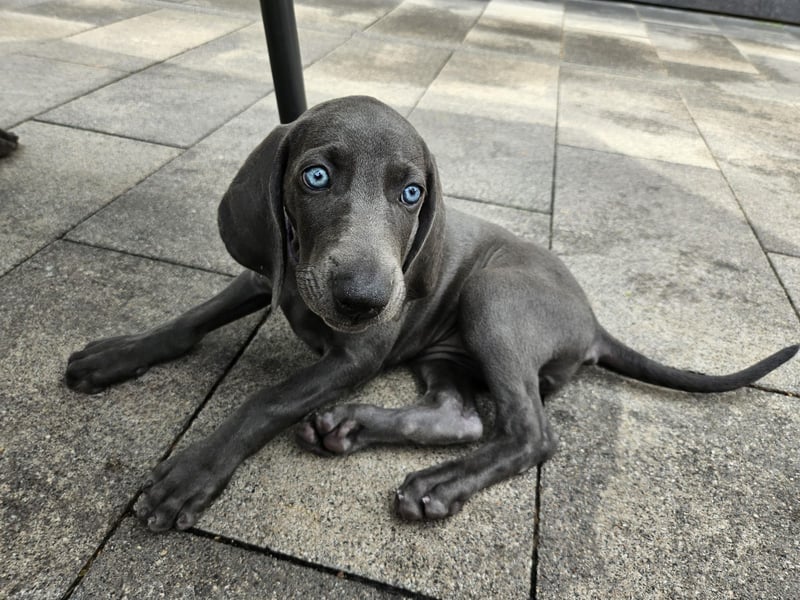 Weimaraner Hündin Blau - 8 Wochen - sucht neues Zuhause - Abgabebereit !