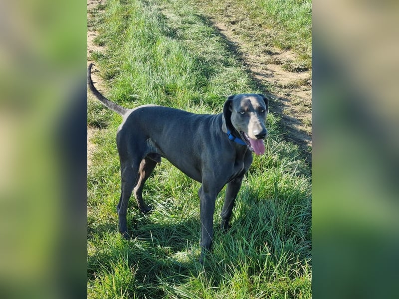 Weimaraner Welpe Rüde blau - Vom Gräfensteiner Adel - Abgabebereit!