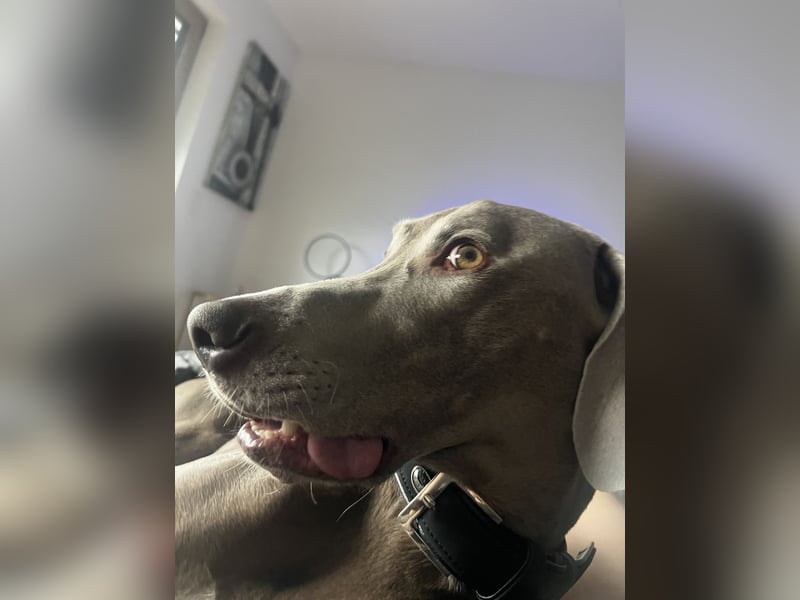 Weimaraner Bruno - sucht erfahrenes Zuhause