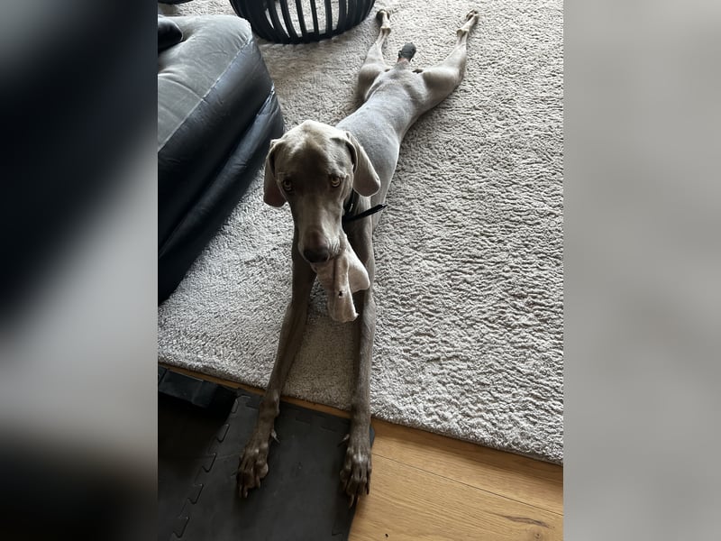 Weimaraner Bruno - sucht erfahrenes Zuhause