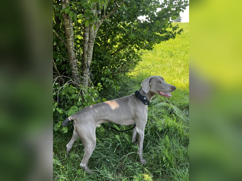 Weimaraner Bruno - sucht erfahrenes Zuhause