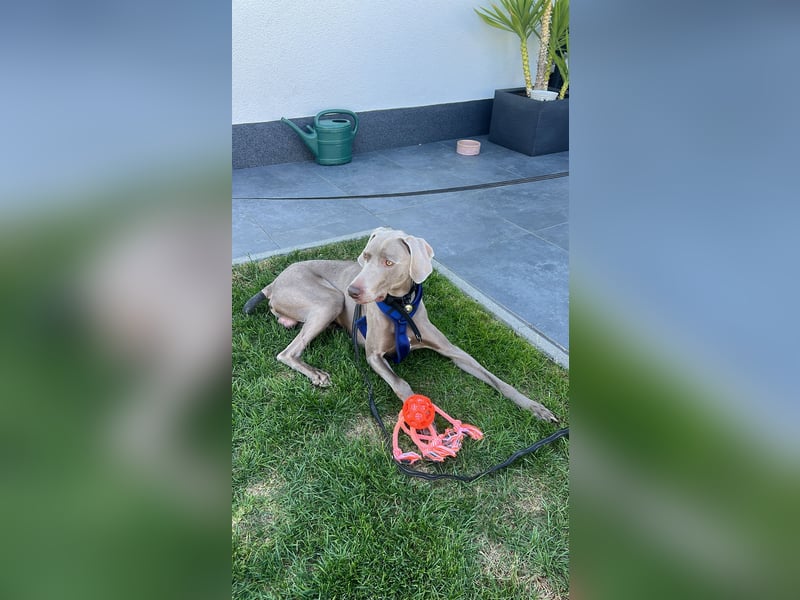 Weimaraner Bruno - sucht erfahrenes Zuhause