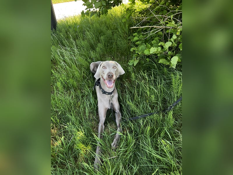Weimaraner Bruno - sucht erfahrenes Zuhause