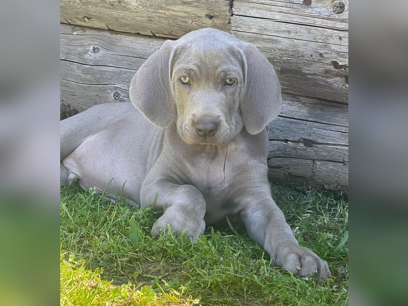Weimaraner-KH Welpen