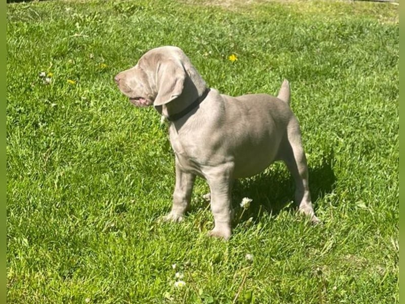 Weimaraner-KH Welpen