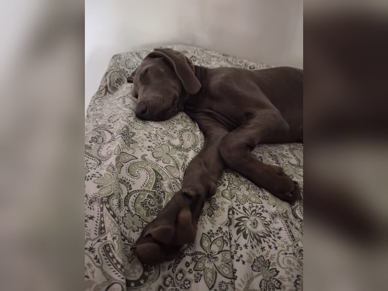 Bildschöner blauer Weimaraner