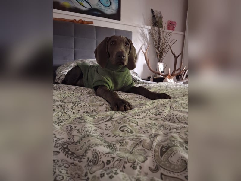 Bildschöner blauer Weimaraner