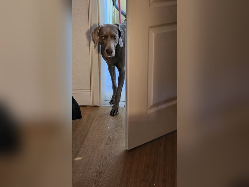 Eine Weimaraner Dame