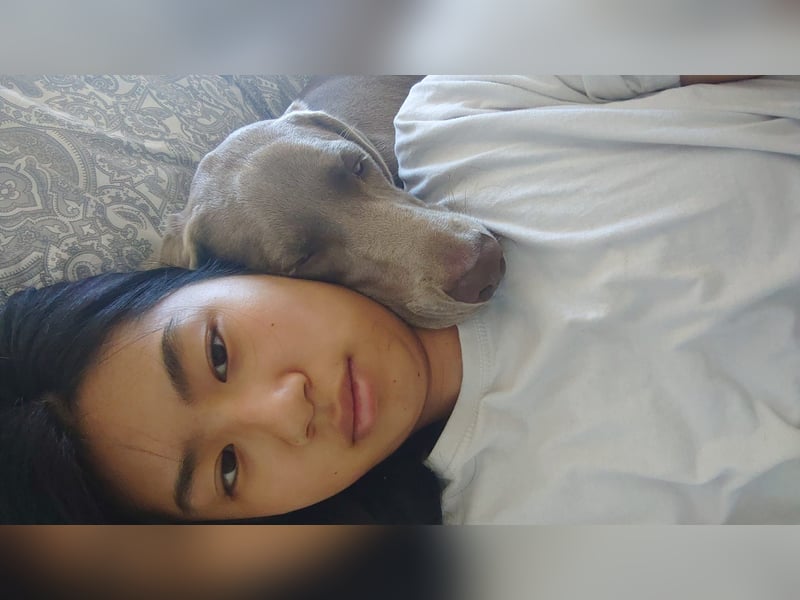 Eine Weimaraner Dame