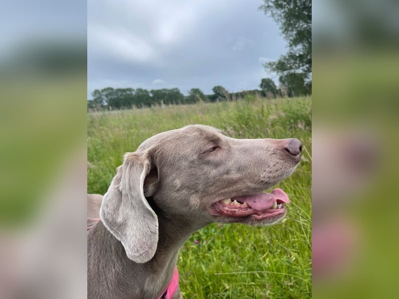 Eine Weimaraner Dame